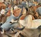 TTD denies deaths of over 100 cows in its goshala