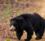 Village Residents Brutally Torture Stray Bear in Chhattisgarh