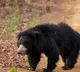 Village Residents Brutally Torture Stray Bear in Chhattisgarh