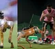 BCCI Introduces Robo Dog to Add Flair to IPL Broadcasts