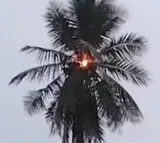 Lightning Strikes Coconut Tree in Bapatla Andhra Pradesh