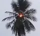Lightning Strikes Coconut Tree in Bapatla Andhra Pradesh