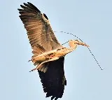 Rare Narayan Bird Spotted in Karimnagar