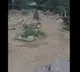 California Earthquake Elephants Strange Behavior Before Tremors