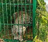 Leopard trapped on ICRISAT campus near Hyderabad