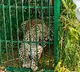 Leopard trapped on ICRISAT campus near Hyderabad