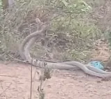 King Cobras Spotted Near Engineering College in Andhra Pradesh