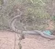 King Cobras Spotted Near Engineering College in Andhra Pradesh