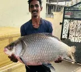 Fishermans Incredible Catch 325 kg Fish from Mid Maneru Reservoir
