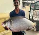 Fishermans Incredible Catch 325 kg Fish from Mid Maneru Reservoir