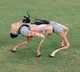 Robotic Dog Named ‘Champak’ Adds Flair to IPL 18