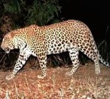 Leopard Sighting Again in Tirumala Sparks Fear Among Devotees