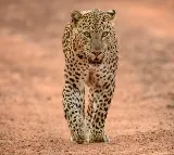 Leopard Sighting Creates Panic in Gudiband Sathyasai District