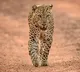 Villagers Lose Sleep Over Leopard Scare in Gudibanda, Sri Sathya Sai District