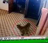 Leopard Enters Tamil Nadu Police Station