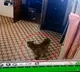 Leopard Enters Tamil Nadu Police Station
