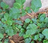 11 Health Benefits of Punarnava (Tella Galijeru) You Should Know
