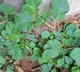 11 Health Benefits of Punarnava (Tella Galijeru) You Should Know