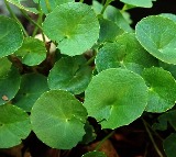 Saraswati Aaku: Ayurvedic Secret to Improve Your Child’s Memory

