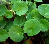 Saraswati Aaku: Ayurvedic Secret to Improve Your Child’s Memory
