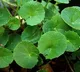 Saraswati Aaku: Ayurvedic Secret to Improve Your Child’s Memory