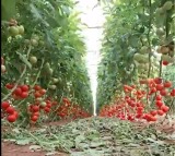 Kolar Tomato Merchants Halt Exports to Pakistan