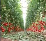 Kolar Tomato Merchants Halt Exports to Pakistan