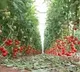 Kolar Tomato Merchants Halt Exports to Pakistan