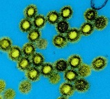 US launches next-generation universal vaccine platform for pandemic-prone viruses