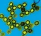 US launches next-generation universal vaccine platform for pandemic-prone viruses