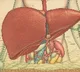 Fruits That Help Improve Fatty Liver: A Guide to Supporting Liver Health