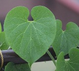 Why Everyone Should Add Tippateega to Their Wellness Routine