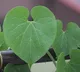 Why Everyone Should Add Tippateega to Their Wellness Routine