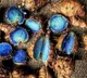 Unlock the Secrets of Black Turmeric