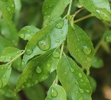Can Raw Curry Leaves Really Help Control Diabetes?