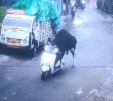 Ox Rides Scooter in Rishikesh Viral Video