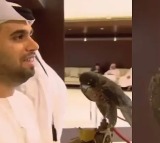 Falcon with Passport Travels on a Plane