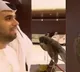 Falcon with Passport Travels on a Plane