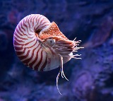 Top 10 Oldest Animals on Earth