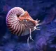 Top 10 Oldest Animals on Earth