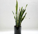 7 Surprising Benefits of Keeping a Snake Plant in Your Bedroom

