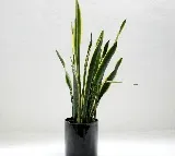 7 Surprising Benefits of Keeping a Snake Plant in Your Bedroom