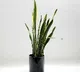 7 Surprising Benefits of Keeping a Snake Plant in Your Bedroom