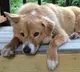 Hyderabad Tragedy Man Killed by Pet Dog