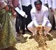 Minister Nadeendla Walks Through Paddy Fields in Kakinada