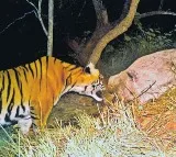 Tiger Roaming Nallamala: Public Advised Against Solo Forest Visits