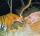 Tiger Roaming Nallamala: Public Advised Against Solo Forest Visits