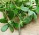 This Leafy Green Can Help Protect Your Heart, Manage Diabetes