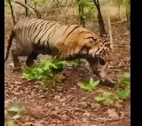 Five Killed in Four Days by Tiger on Maharashtra Telangana Border