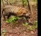 Five Killed in Four Days by Tiger on Maharashtra Telangana Border